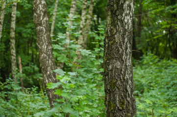 Fototapeta premium Forest vegetation
