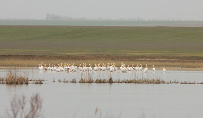 Great white pelican (Pelecanus onocrotalus) on the Manych lake, Kalmykia, Russia