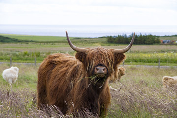 Scottish Highland Cattle (Kyloe)