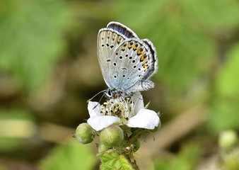 Plebejus Argyrognomon 