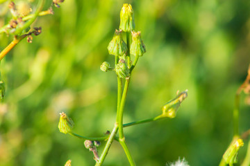 Beautiful Spring Flowers Blooming under the Sun, Different Types of Flowers in a Green Garden