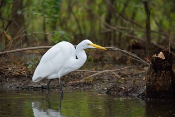 Egret Hunt