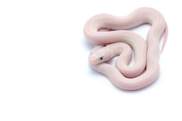 White rat snake isolated on white background