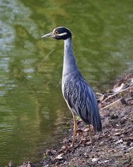 Golden-crowned Knight Heron