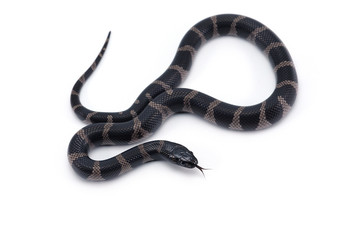 Fototapeta premium King snake isolated on white background