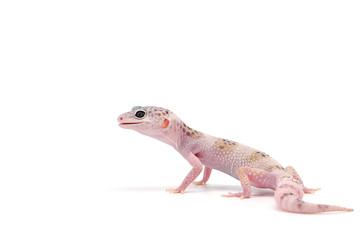  Leopard Gecko isolated on white background
