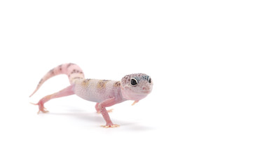  Leopard Gecko isolated on white background