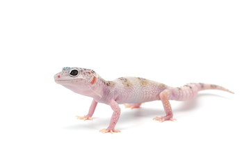  Leopard Gecko isolated on white background