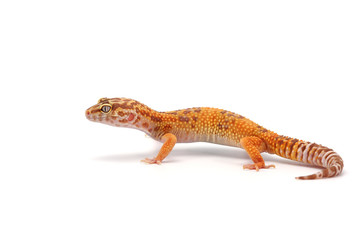 Fototapeta premium Leopard Gecko isolated on white background