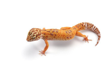  Leopard Gecko isolated on white background