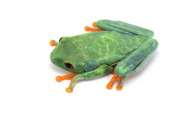 Red eyed tree frog isolated on white background