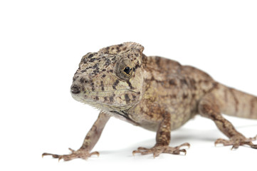 Lizard isolated on white background