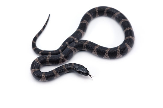 King snake isolated on white background