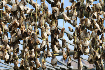 Trockenfisch Herstellung auf Island