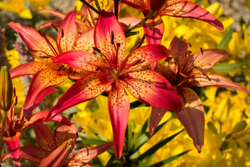 three blooming tiger lilies on a background of yellow flowering lilies in the garden
