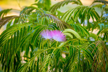 Beautiful pink powderpuff tree flowers, Calliandra surinamensis, mimosaide family. Blossoms and green leaves on a branch. Exotic tropical plant. Summertime, outdoors.