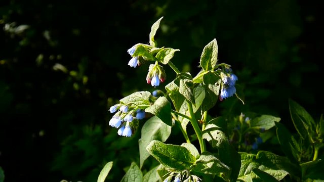 Medical herb Common Comfrey. Symphytum officinale flower on wild meadow. Footage shooting of static camera.
