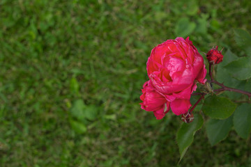 beautiful blooming red rose bush in a garden