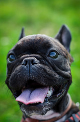 Fototapeta premium French bulldog close-up
