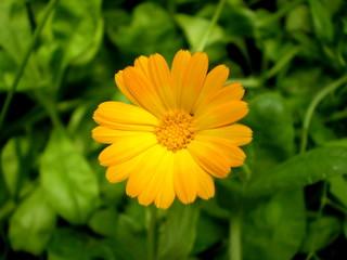 Photography of orange flower on blurred green and black background