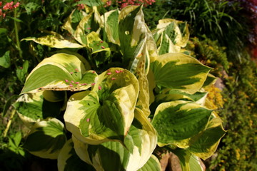 The garden with plants is a great hobby.