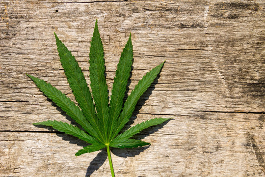 Green cannabis leaf on wooden background