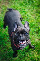 French bulldog. Funny dog