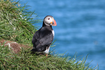 Papageitaucher auf Island