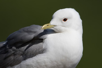 Common Mew Gull