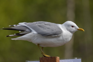 Common Mew Gull
