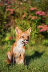 young happy fox sitting on grass