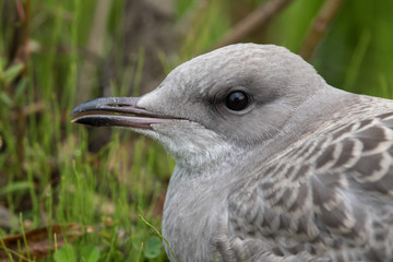 Common Mew Gull Juvenile