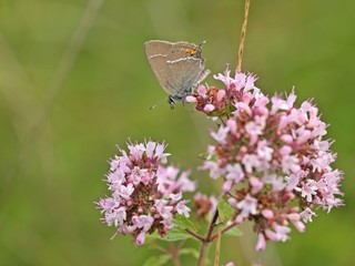Kreuzdorn-Zipfelfalter (Satyrium spini) auf Blüte des Echten Dost (Origanum vulgare) 
