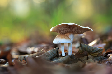 Deux champignons dans un bois