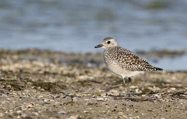 The grey plover (Pluvialis squatarola), known as the black-bellied plover. Female in autumn plumage..The identifications signs of the bird and the structure of the feathers are clearly visible.