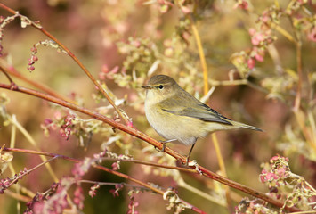 The common chiffchaff in soft evening light. Before sunshine shot..The identifications signs of the bird and the structure of the feathers are clearly visible.