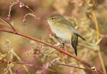 The common chiffchaff in soft evening light. Before sunshine shot..The identifications signs of the bird and the structure of the feathers are clearly visible.