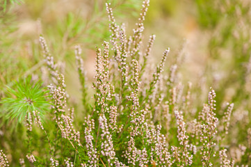 Lavander