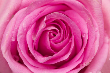 Obraz na płótnie Canvas close-up on pink rose
