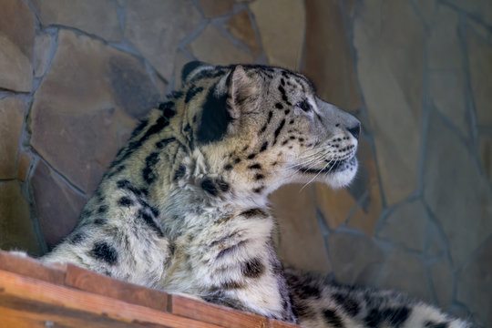 Snow leopard is half-open and looks to the left