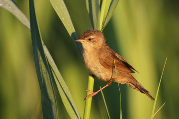 Savi's warbler (Locustella luscinioides) close up in magic morning light.