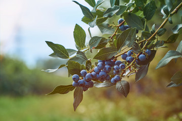 Fresh organic blueberrys on the bush. VIntage toned. With copyspace.