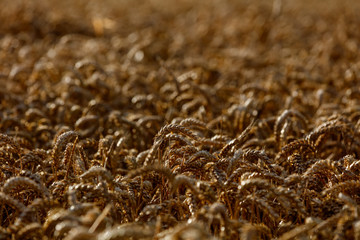 Champs de blé, Picardie 