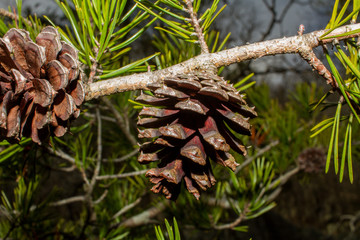 A Pinecone