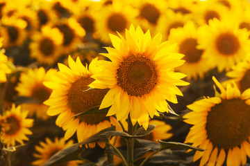 Field of blossoming sunflowers at sunset.
