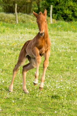 Fototapeta premium Un poulain qui saute