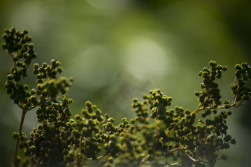 flower plant on blurred background
