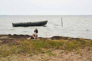 A dog on the river bank is waiting for the owner to swim away on an old boat