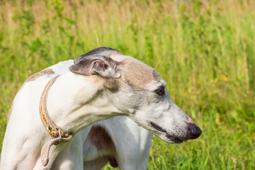 Portrait of a dog of the breed English greyhound