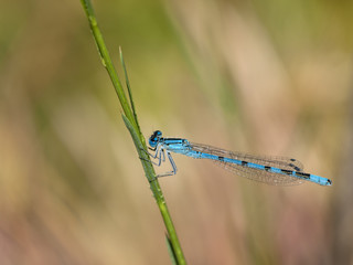 ENALLAGMA CYATHIGERUM MACHO